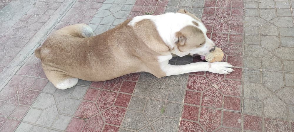 Кучибола сотилад