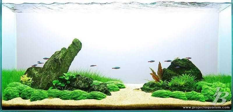 Riccia Fluitans  – Perla aquascaping-ului!