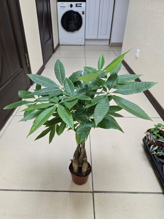 Продам комнатные растения