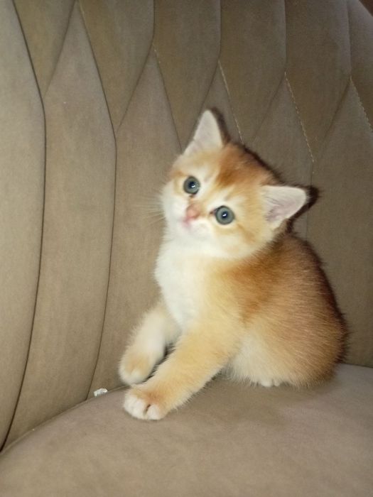 Продам Британские котята шиншилла