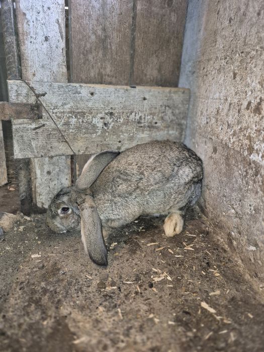 Vând iepuri ,3 iepuroaice ,2 iepuroi