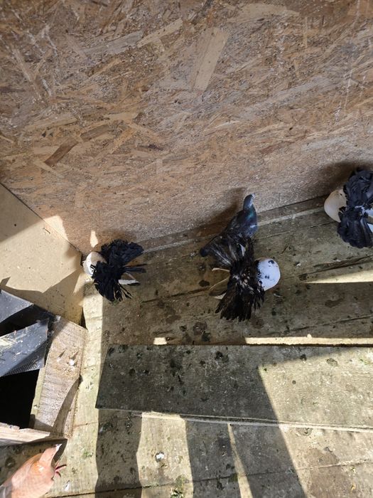 Porumbei  gusat spaniol