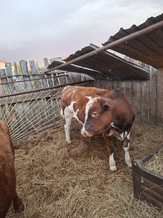 Продам годовалых бычков