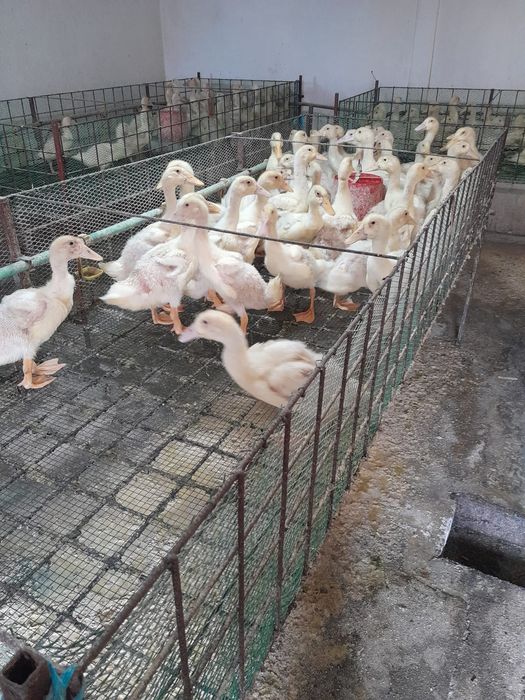 Vând curcani și rațe 80 de lei curcani și 25 ratele.
