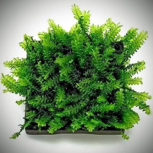 Мъхове за аквариум