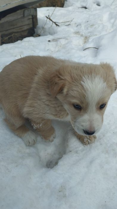 Бордер Колли  щенки