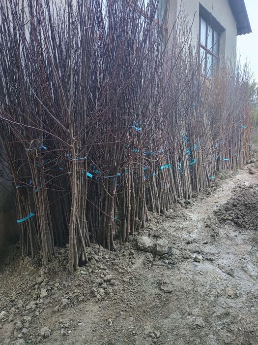 PROMO: Puiet de nuc, la 4 lei, inaltime 80-100 cm, 500 bucati