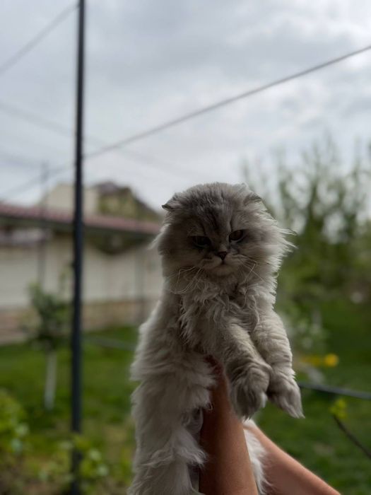 продается готовый к вязке кот,scottish highlend