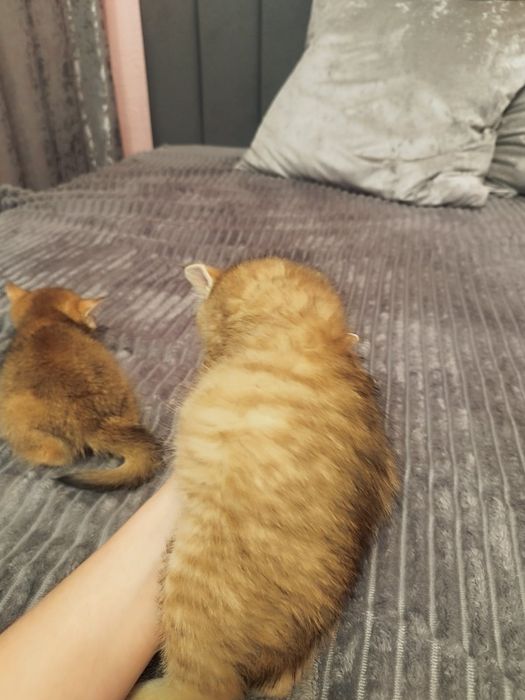 Котята Шиншилла золотая