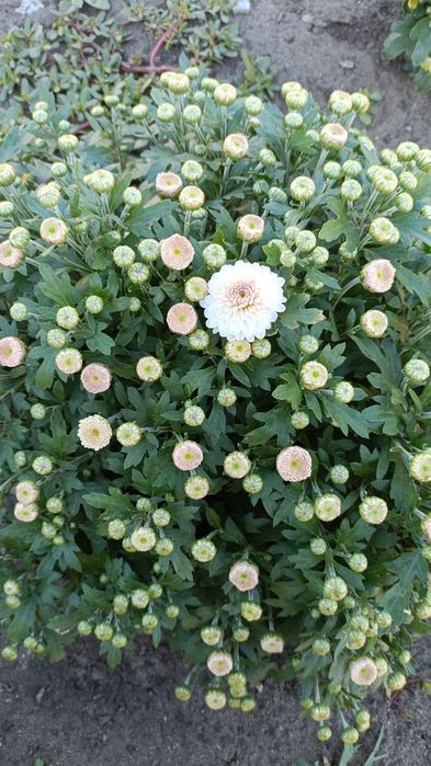 Хризантема мультифлора маточники!