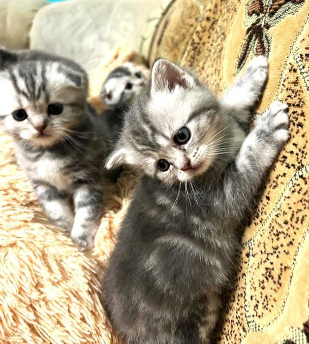 Котята Шотландские  !