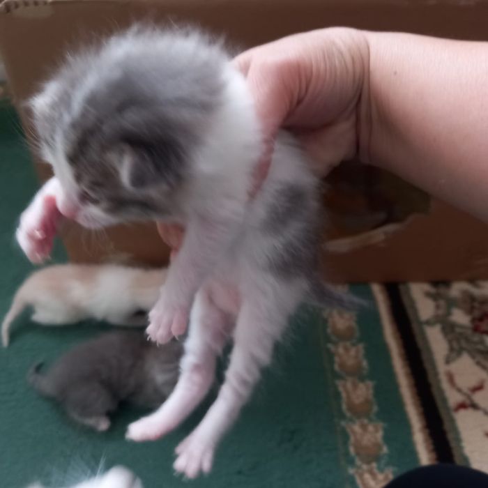 Отдам в хорошие руки