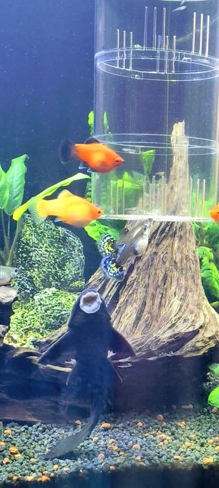 Acvariu Diversa 120 L +Stand+Pești