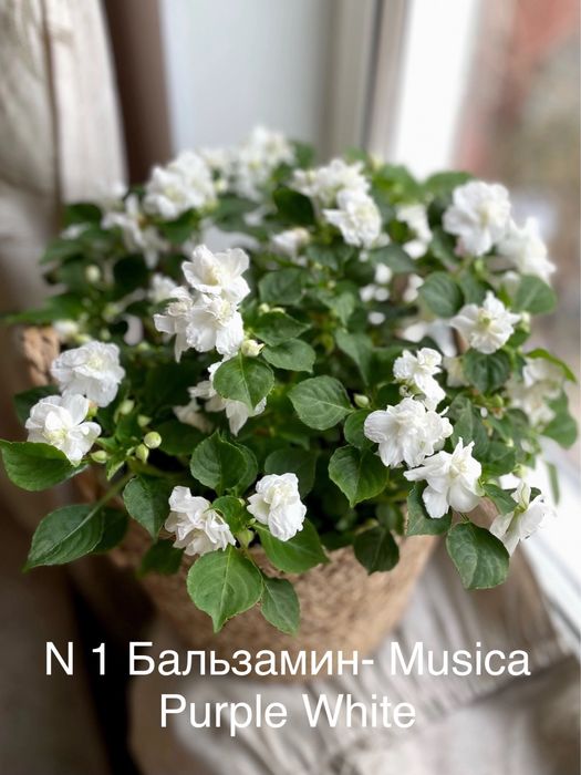 Продам бальзамины Уоллера махровый