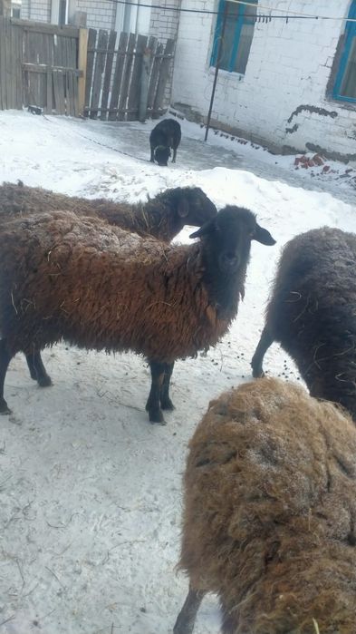 Продам Баран срочно