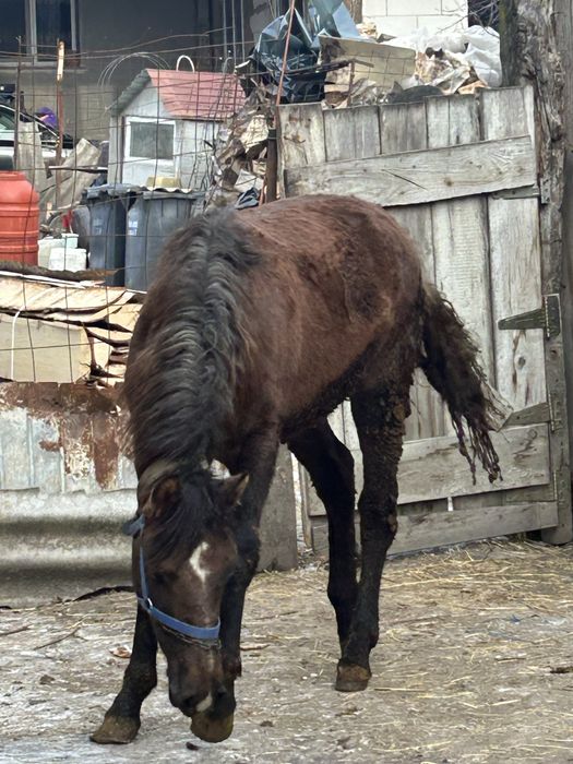 Vand manz de opt luni