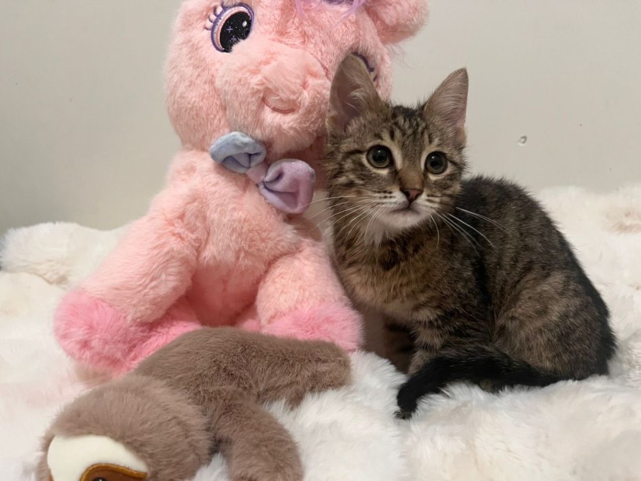 Добрейший котенок в добрые руки