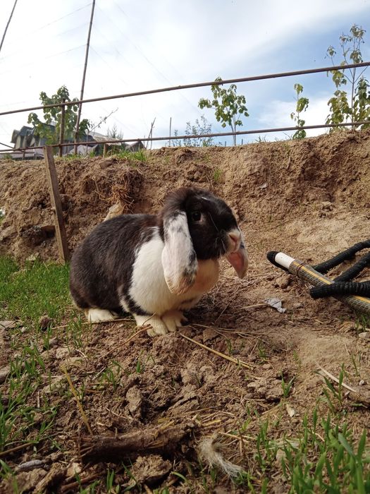 Baran quyon fransuzki