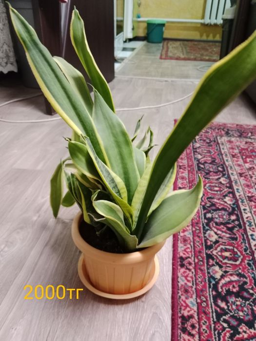 Цветы декларативный