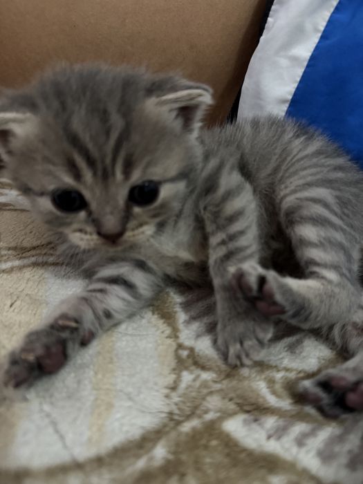 Британские котята вислоухие