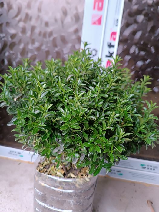 Хамиша яшил кучатлар. Иранский Шамшод