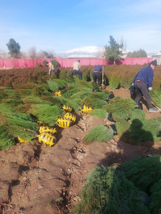 Toza kampak tuya archalar bor