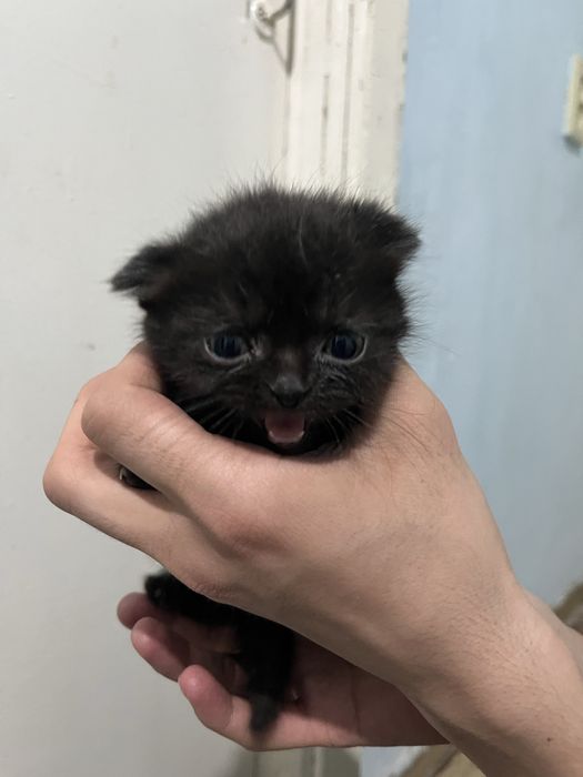 Шотландский вислоухи 6 шт