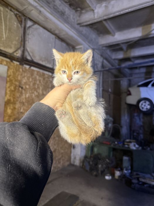 Котята отдам в хорошие руки
