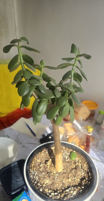 Продам денежное дерево