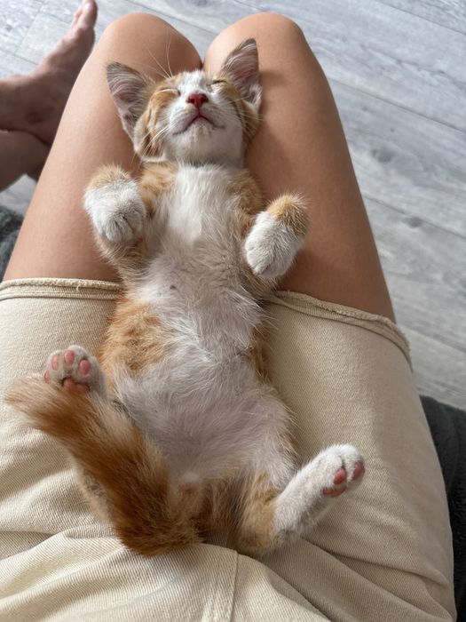 Котёнок в самые лучшие руки!