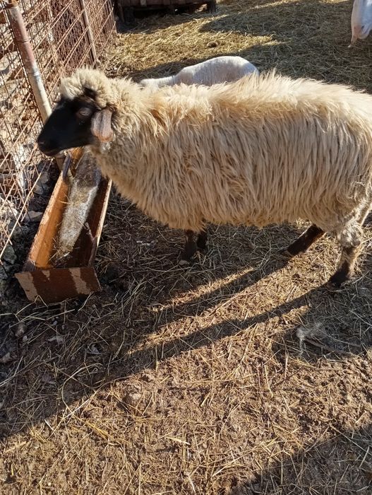 Oaie metis carabas cu miel