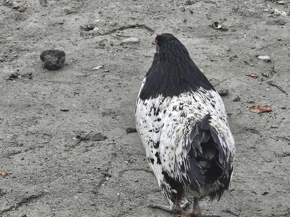 Lakenfelder makyon tozza