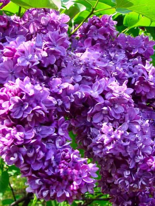 Липа сирень самшит саженцы