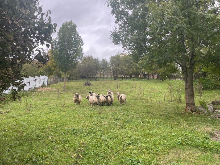 Teren intravilan 1.608 mp Mărtinești – lac în față