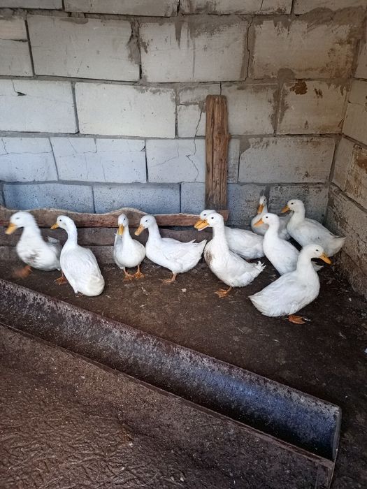 Продам уток пикинских