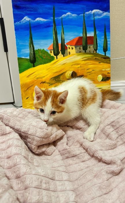 Отдам котенка в добрые руки