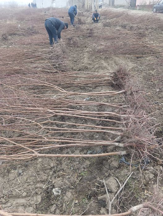 Бахорги экиш учун барча турдаги мевали ва манзарали кучатлар.