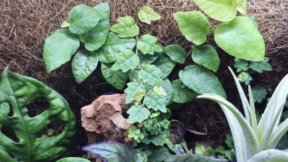 Ficus pumila quercifolia oakleaf creeping fig plante tarariu