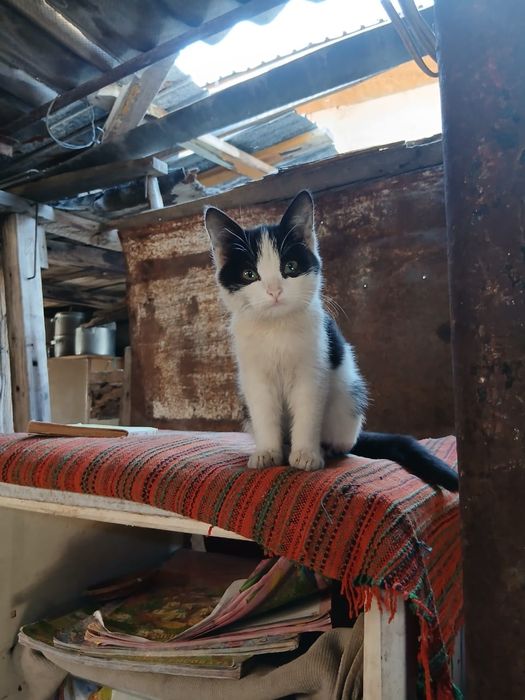 Бесплатно  котята