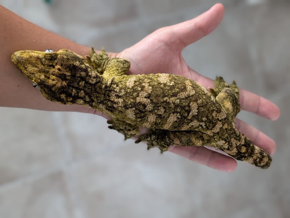 Leachianus gecko (Rhacodactylus leachianus, giant gecko)