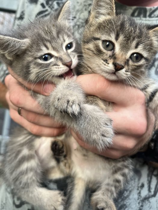 Отдам котят 1 месяц
