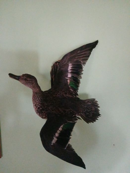 Препарирани птици за интериор