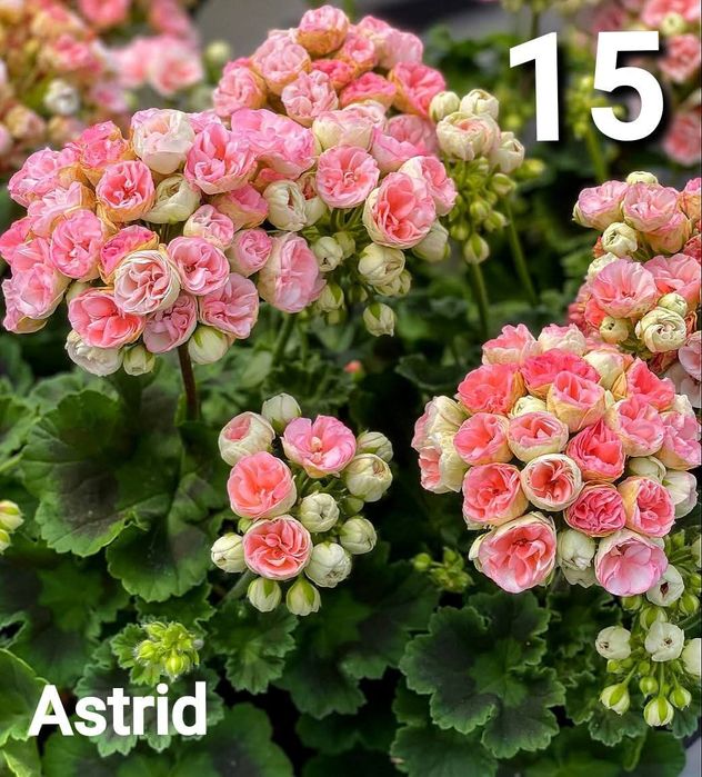 Нискостеблено мушкато -2.50€