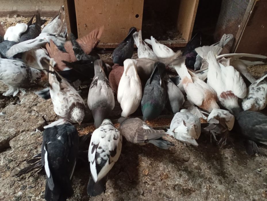 Голуби летные и декаративные