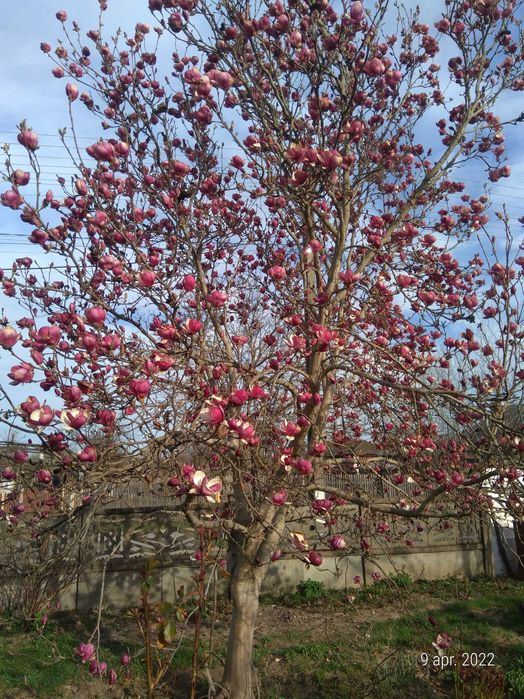 Cadru motor megane 2 + bara stabilizatoare