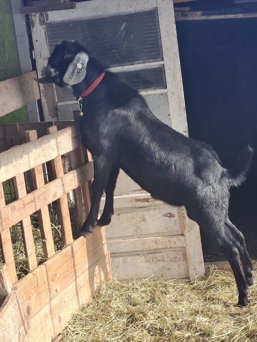 Vând țap anglo-nubian