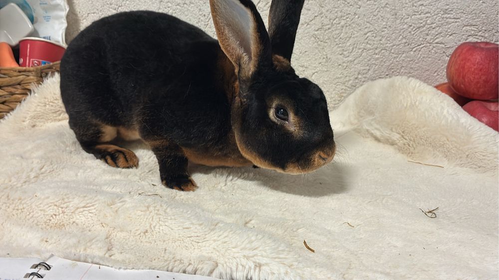 Mascul rex iepure cu blana de catifea