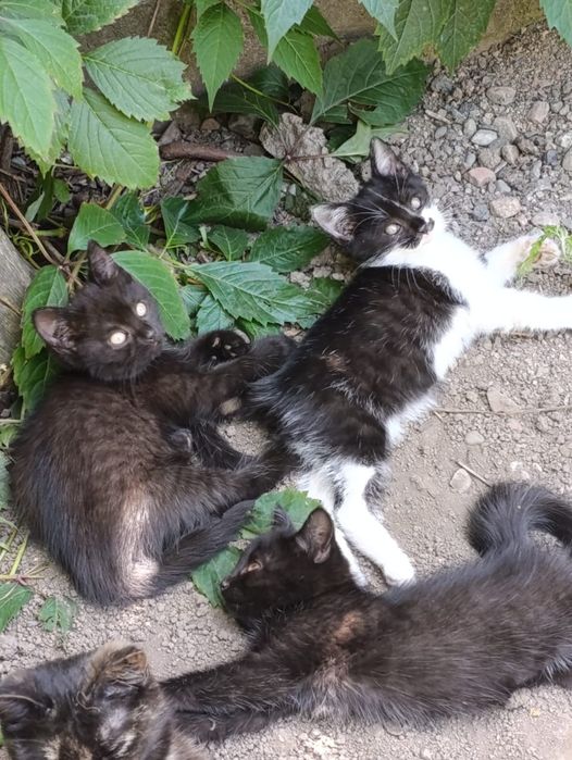 Отдам котят в хорошие руки