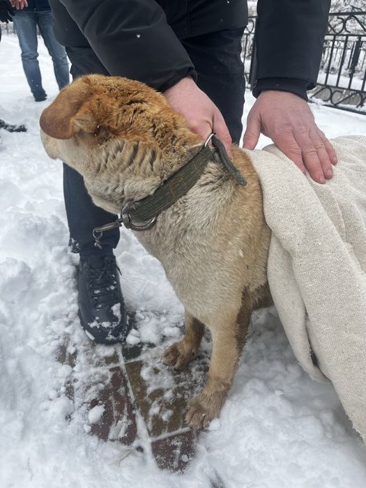 Найдена собака, ищем хозяина