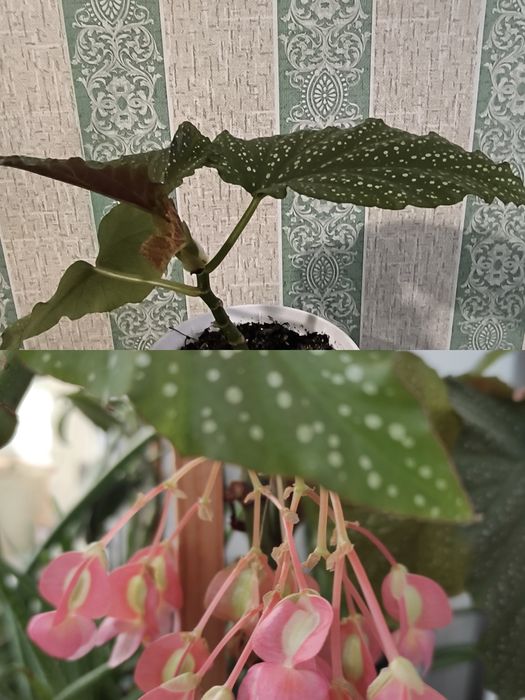 Комнатные красивые цветы.